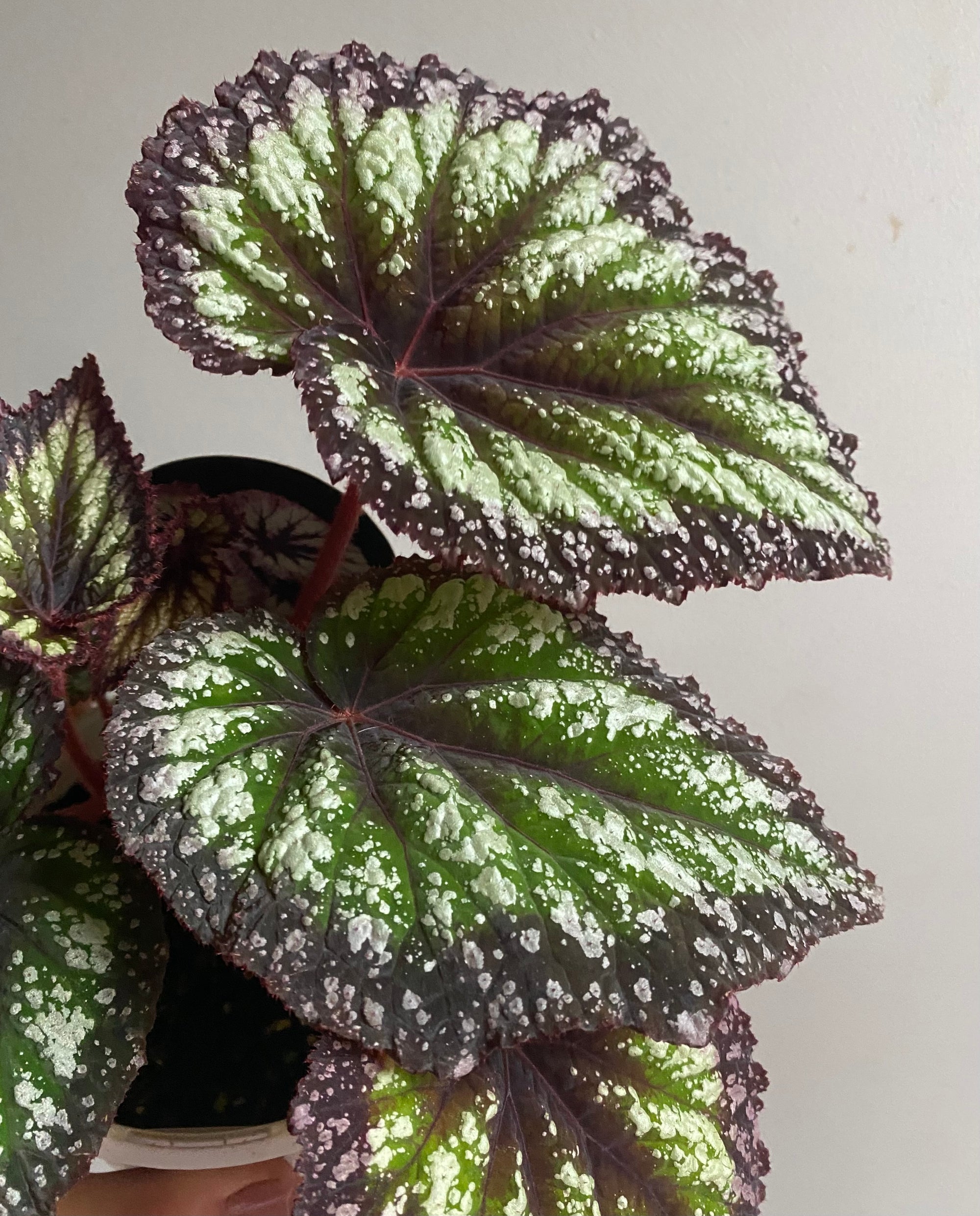 Begonia rex hybrid - green/silver/purple (NOID)