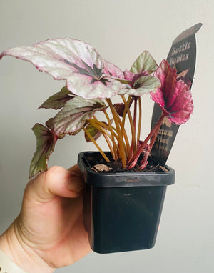 Begonia - Indian Summer