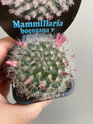 Mammillaria bocasana v splendens