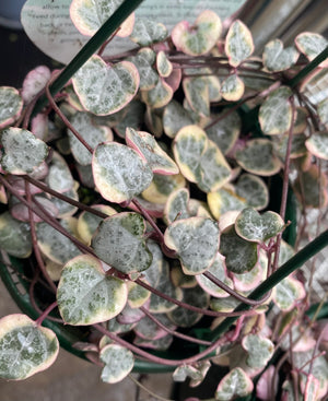 Cerapegia Woodii - variegated Chain of Hearts