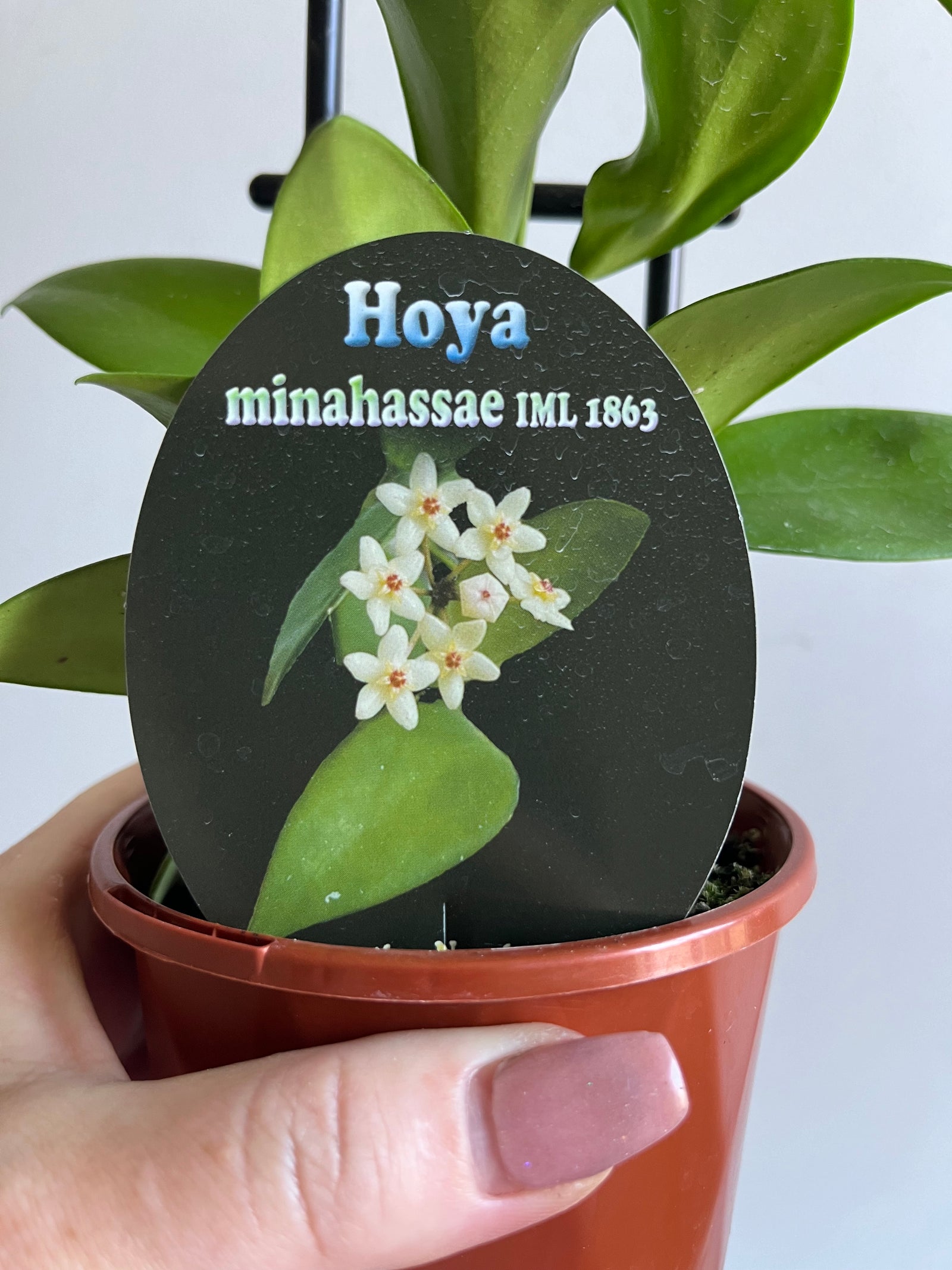 Hoya - Minahassae IML 1863 Collection No. 206