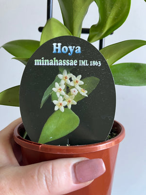 Hoya - Minahassae IML 1863