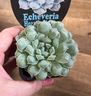 Echeveria Heart's Choice