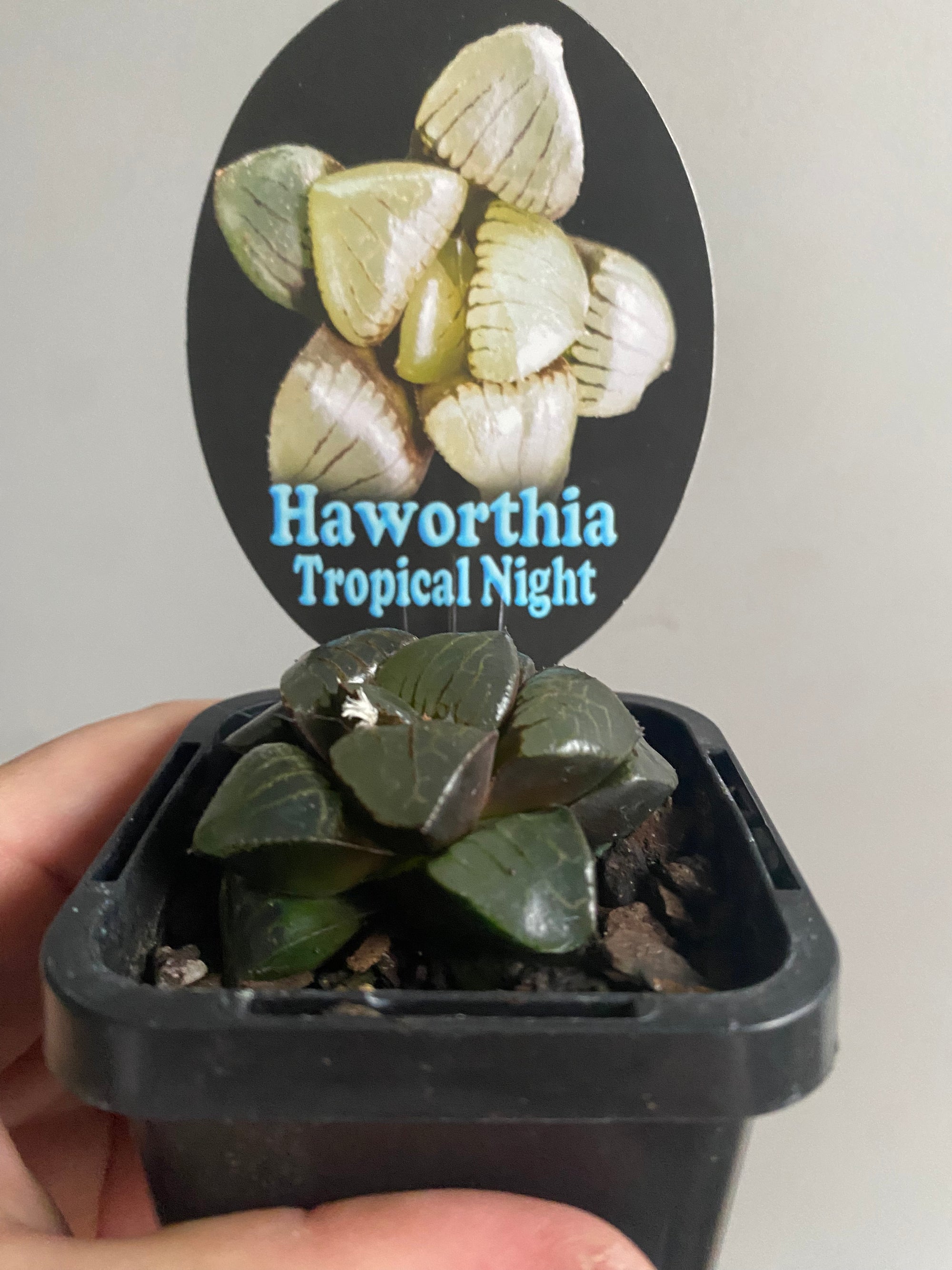 Haworthia 'Tropical Night'