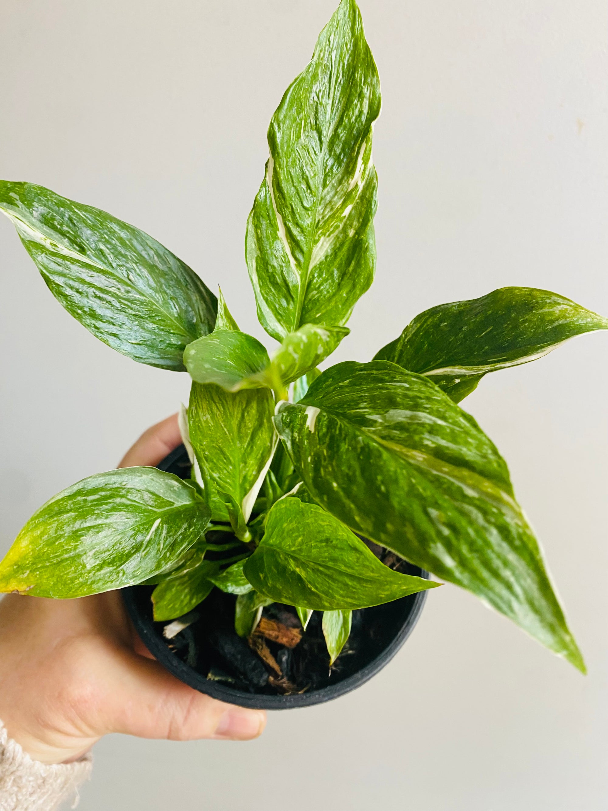 Spathiphyllum 'Domino'