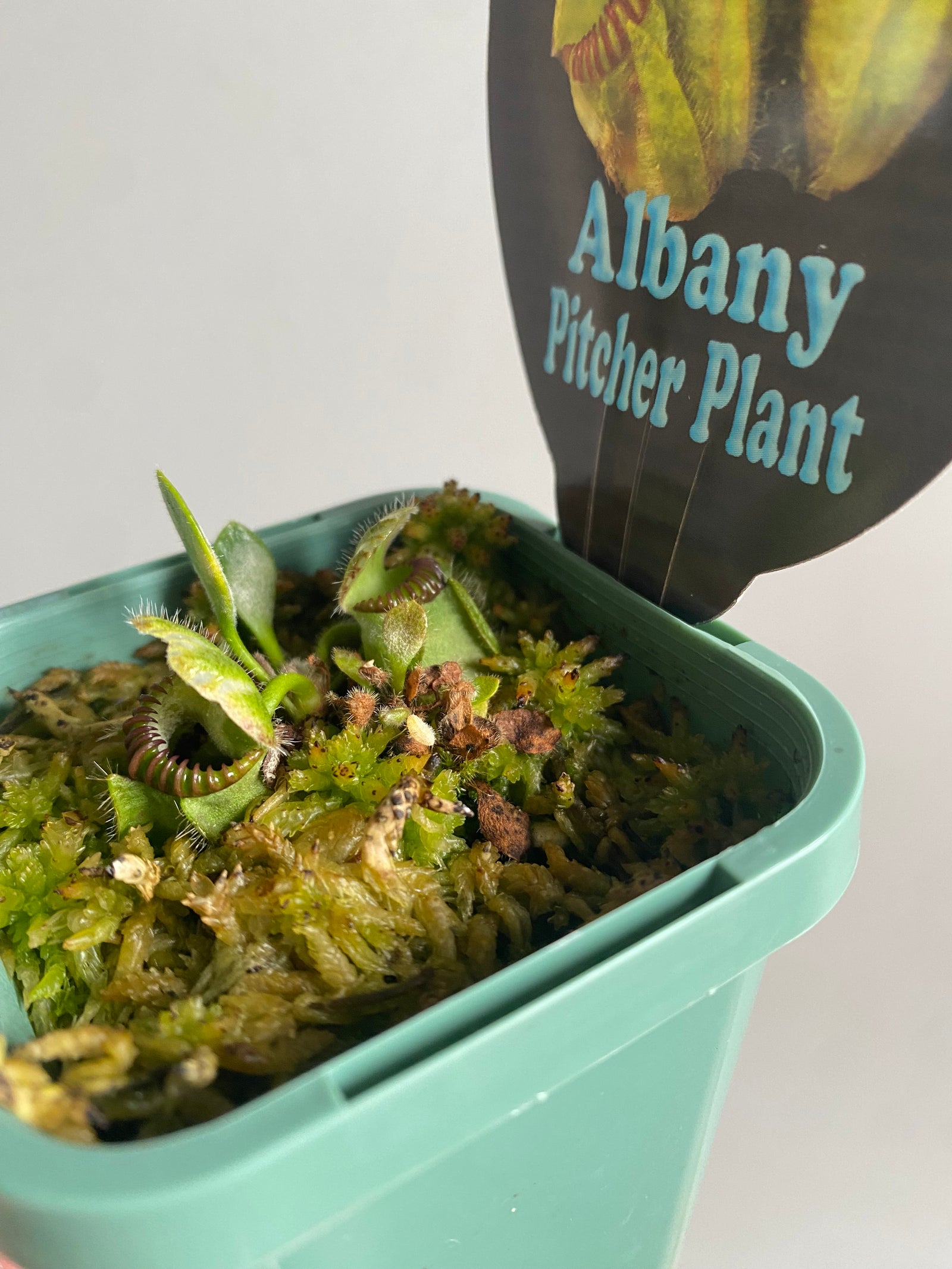 Cephalotus follicularis - The Albany Pitcher Plant