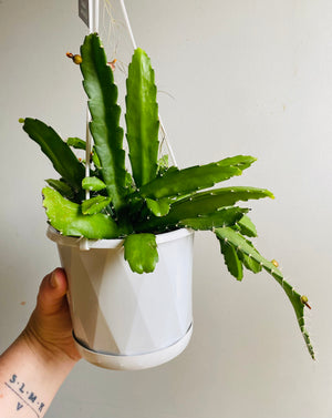 Rhipsalis Monacantha - Mistletoe Cactus Collection No. 19