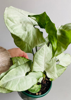 Syngonium hybrid ‘Holly’