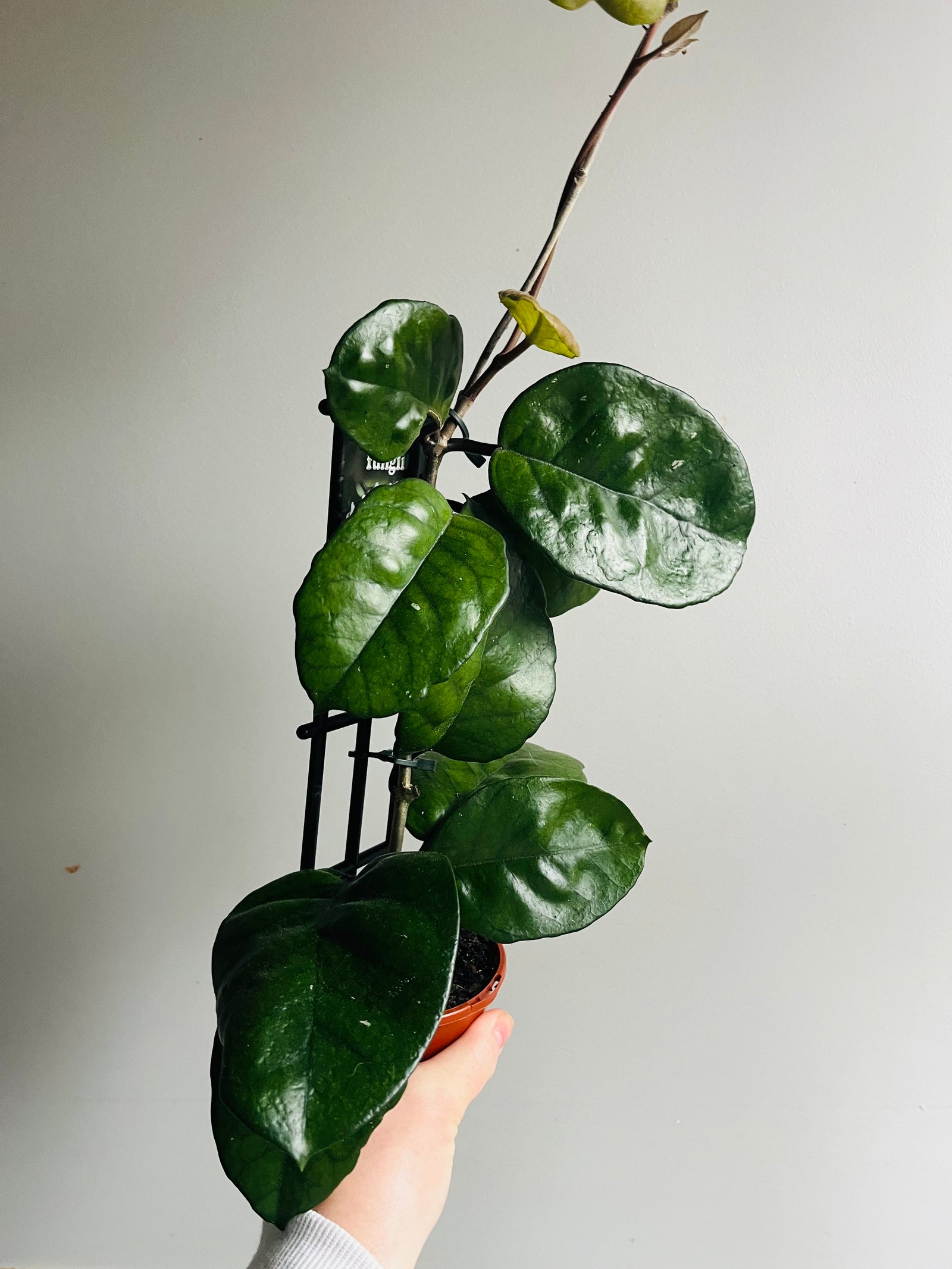 Hoya - Fungii Collection No. 24