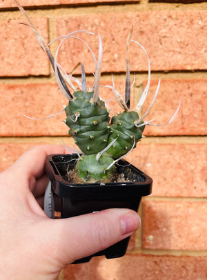 Tephrocactus Papyracanthus Dwarf 'Paper Spined Cactus'