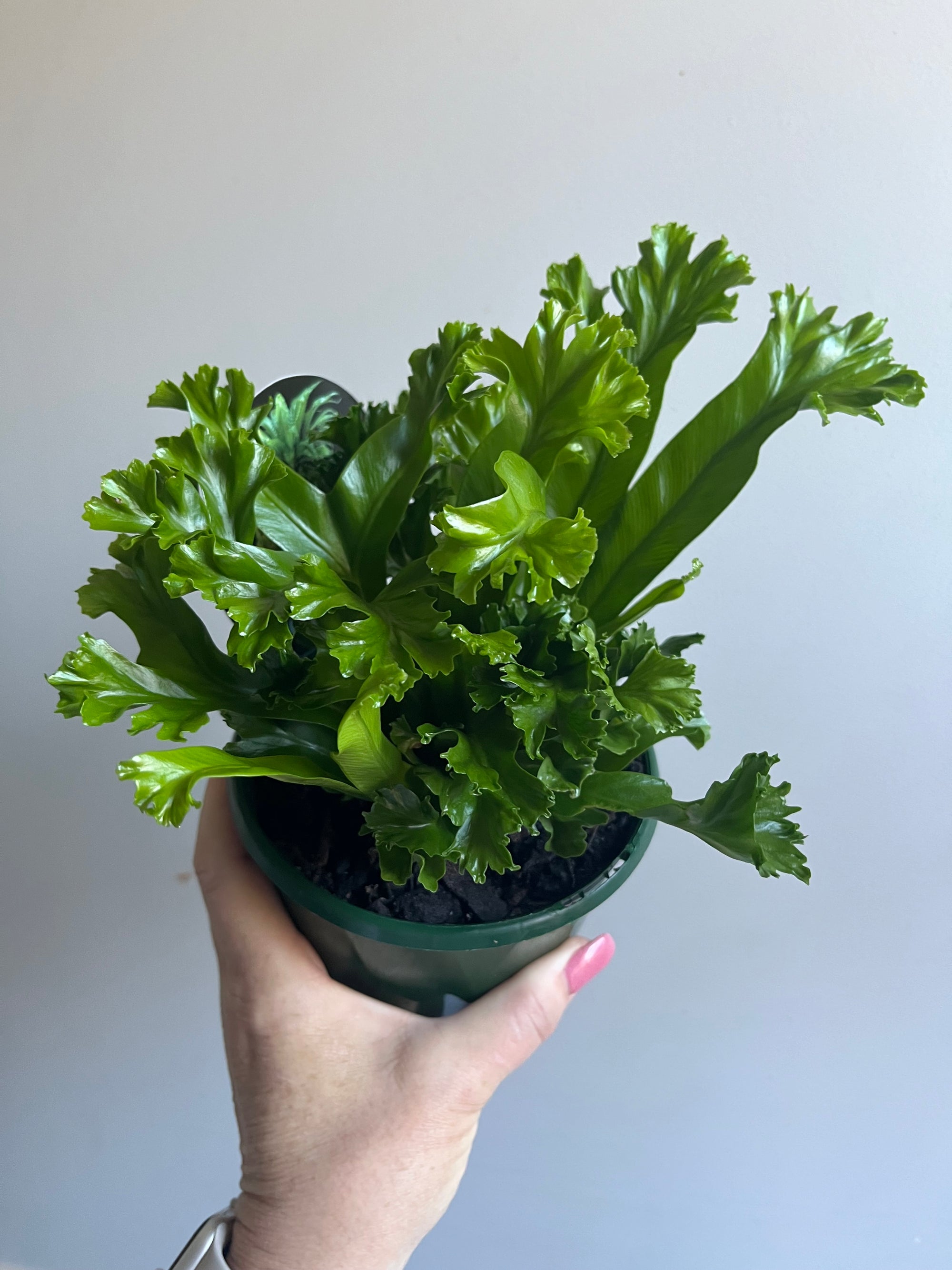 Asplenium antiquum cultivar ‘Leslie’