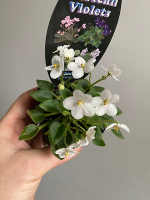 African Violet - NOID White