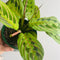 Calathea/Ctenanthe/Maranta
