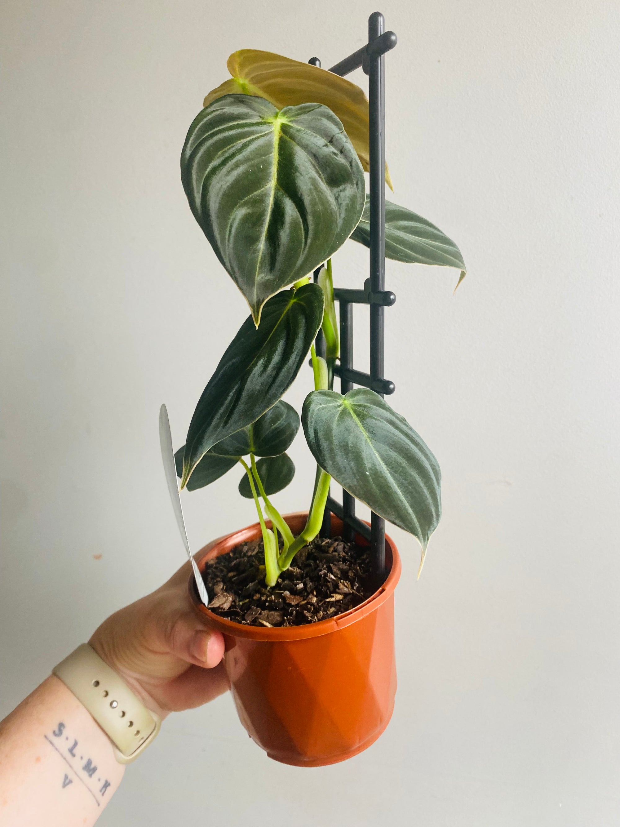 Philodendron melanochrysum