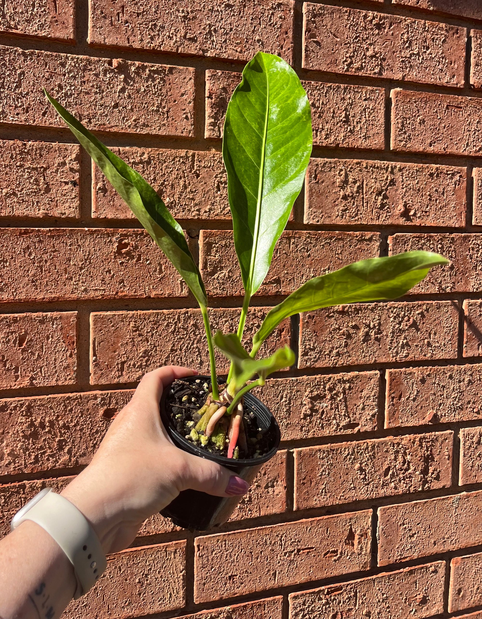 Anthurium hookeri variegata **low to no variegation**