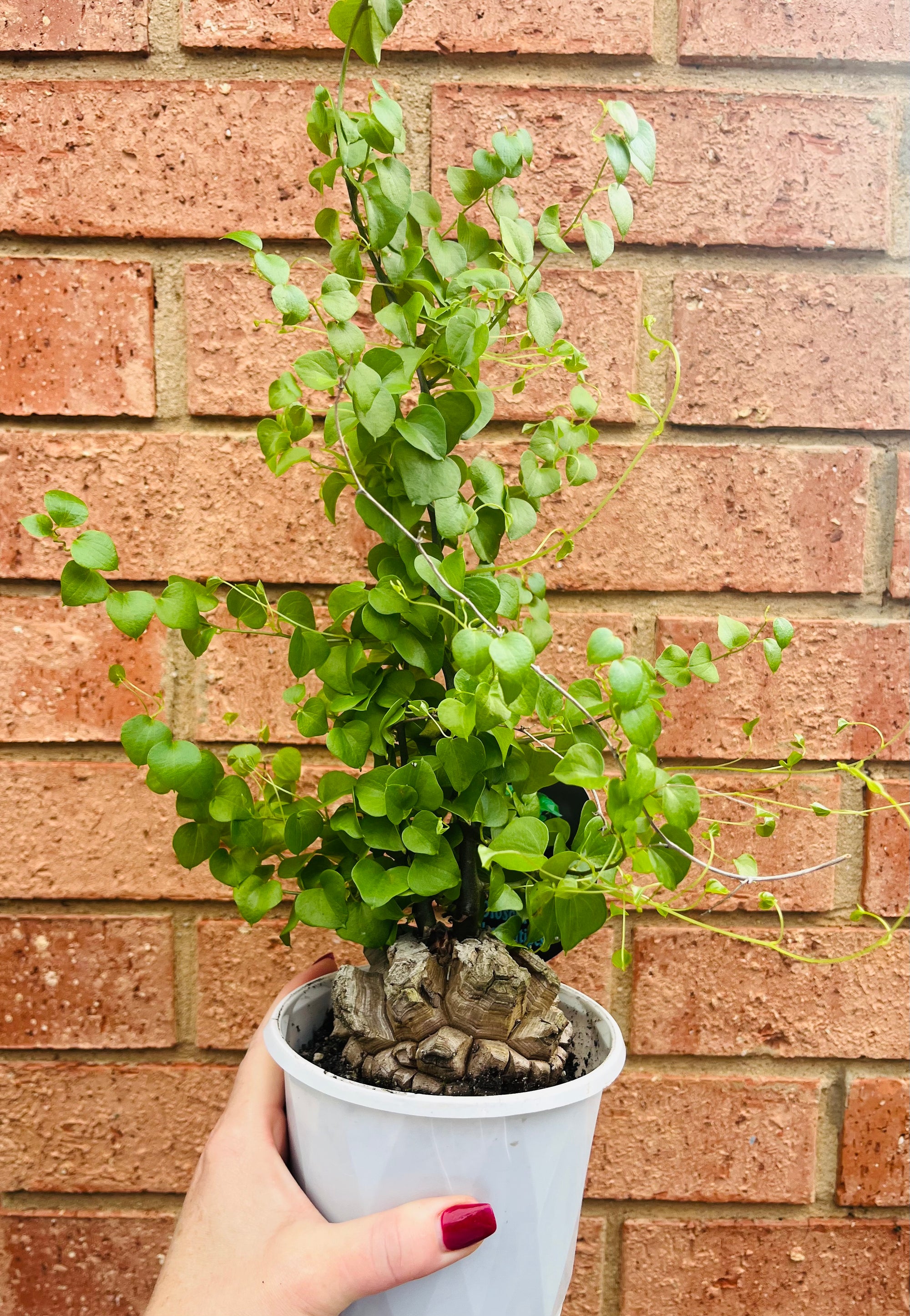 Dioscorea elephantipes ‘The Elephant’s Foot’