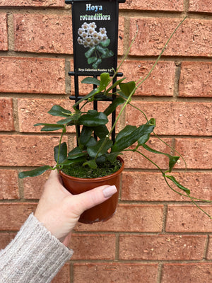 Hoya - Rotundiflora Collection No. 147