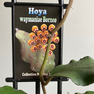 Hoya - Waymaniae Borneo Collection No. 201