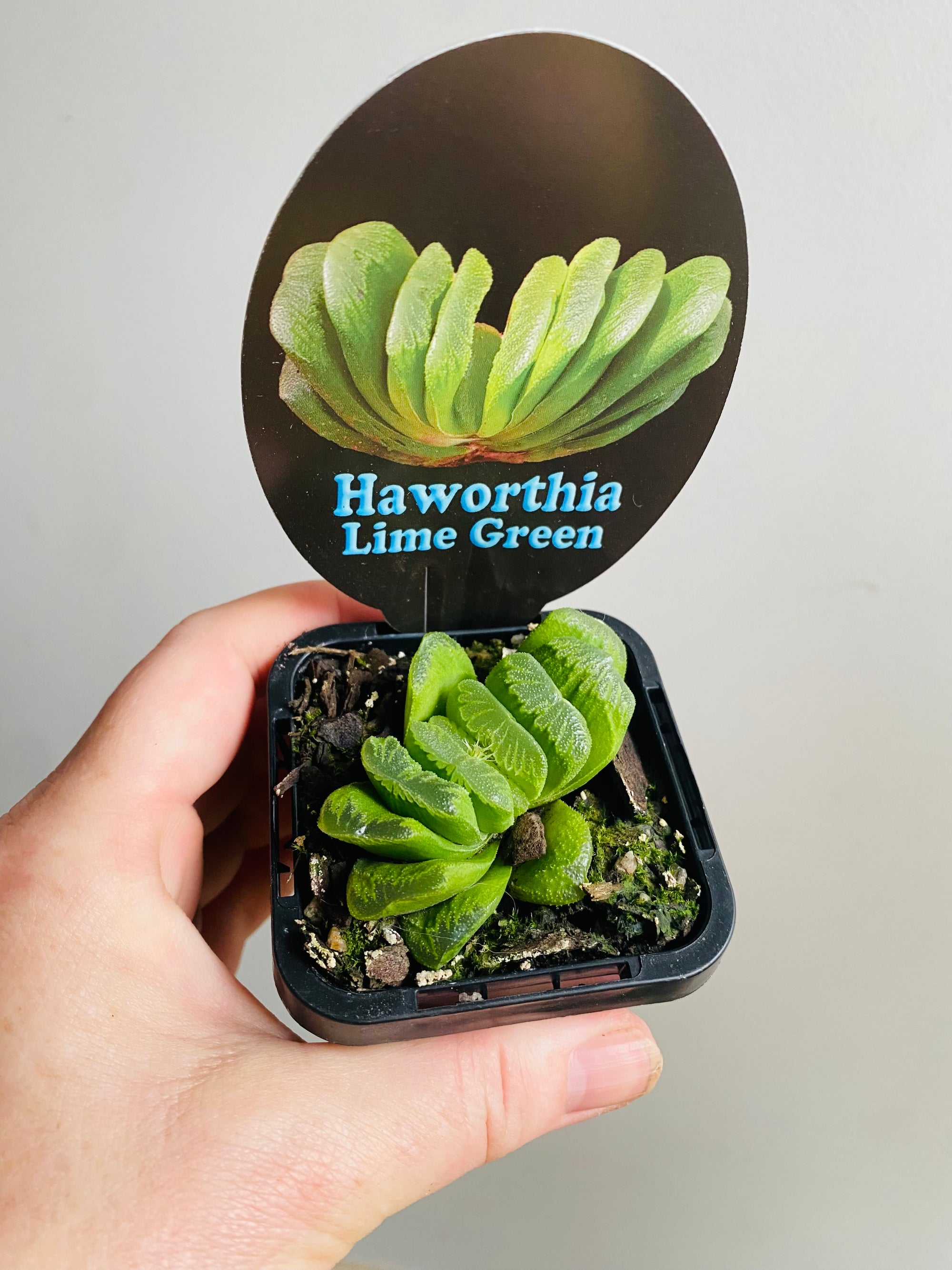 Haworthia truncata cv 'Lime Green'