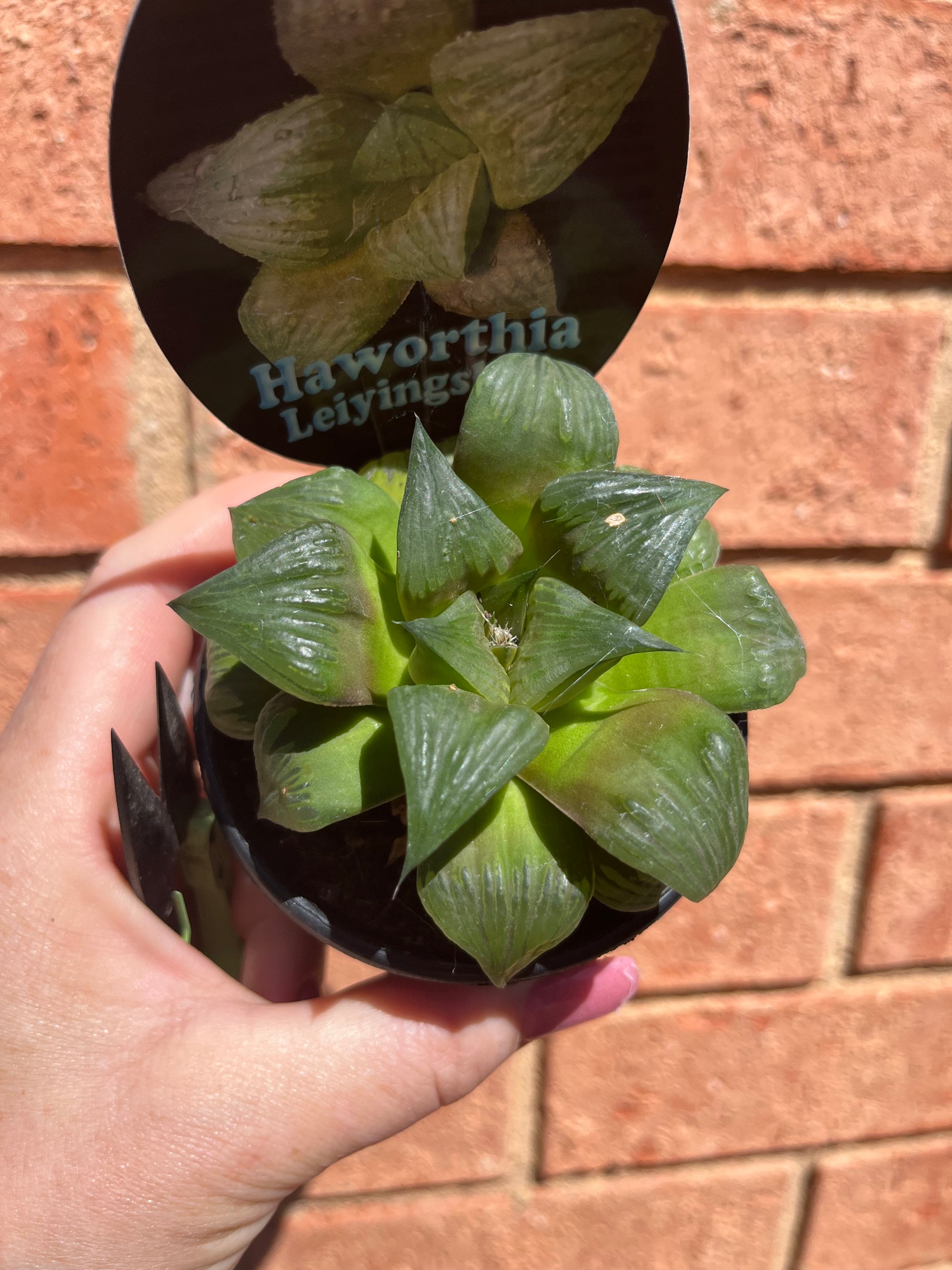 Haworthia cv. 'Leiyingshou'