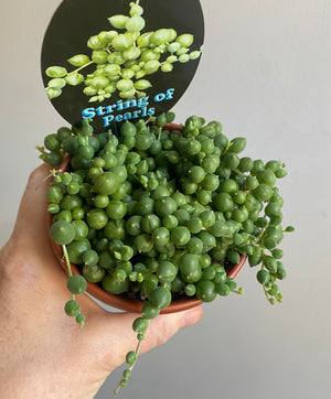 Senecio rowleyanus - String of Pearls