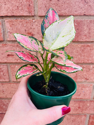 Aglaonema 'Lucky Red' - Chinese Evergreen Plants