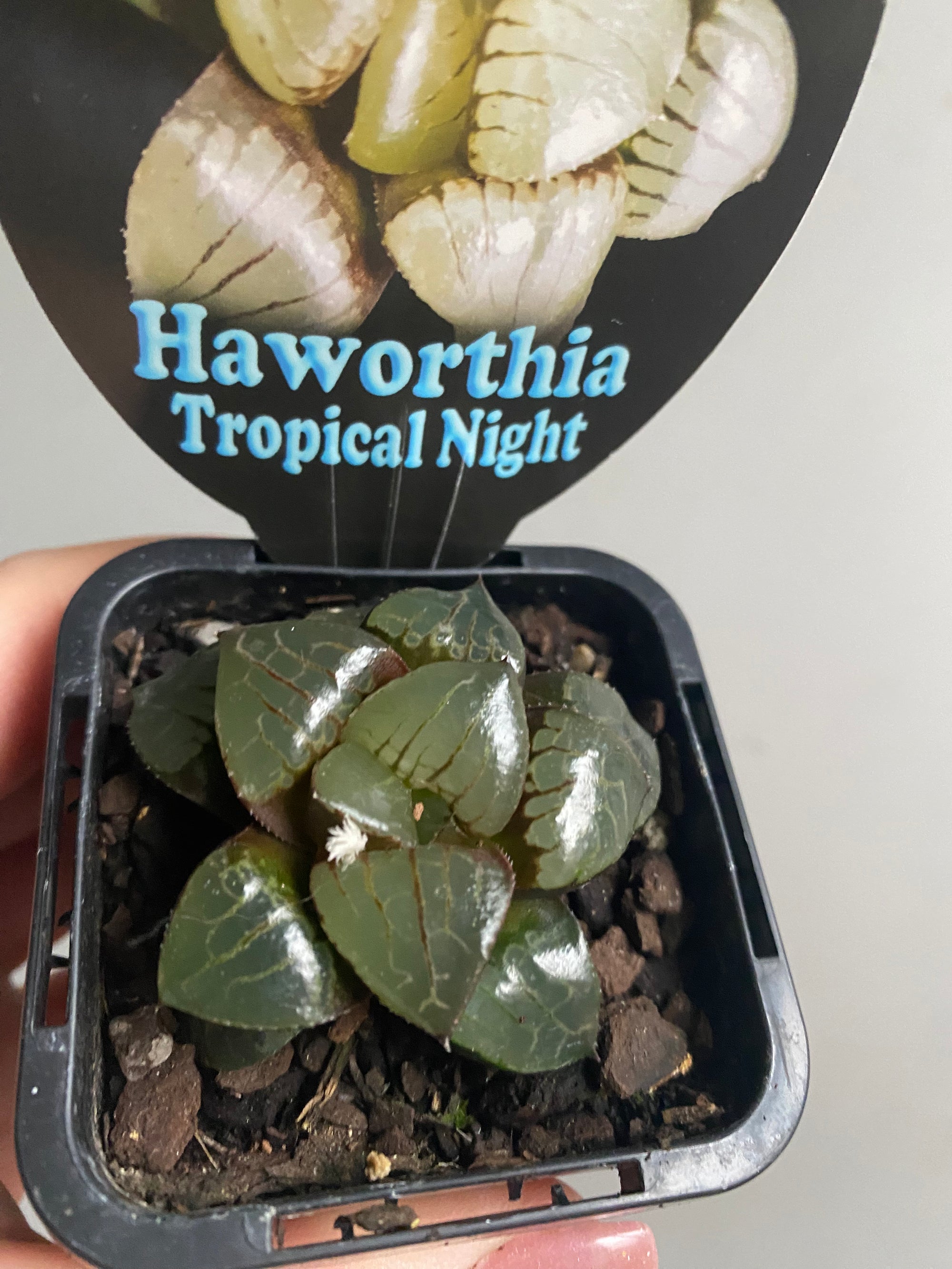 Haworthia 'Tropical Night'