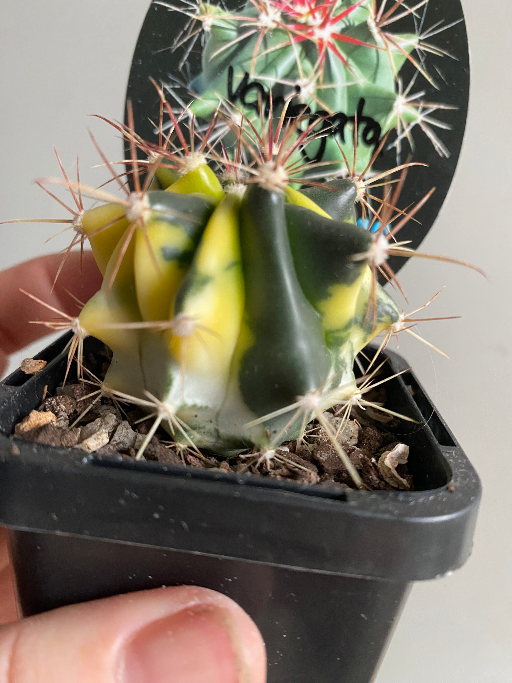 Ferocactus wislizeni variegata