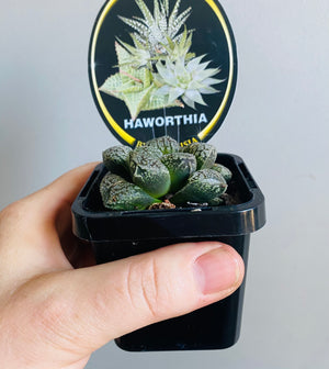 Haworthia 'Mordor'