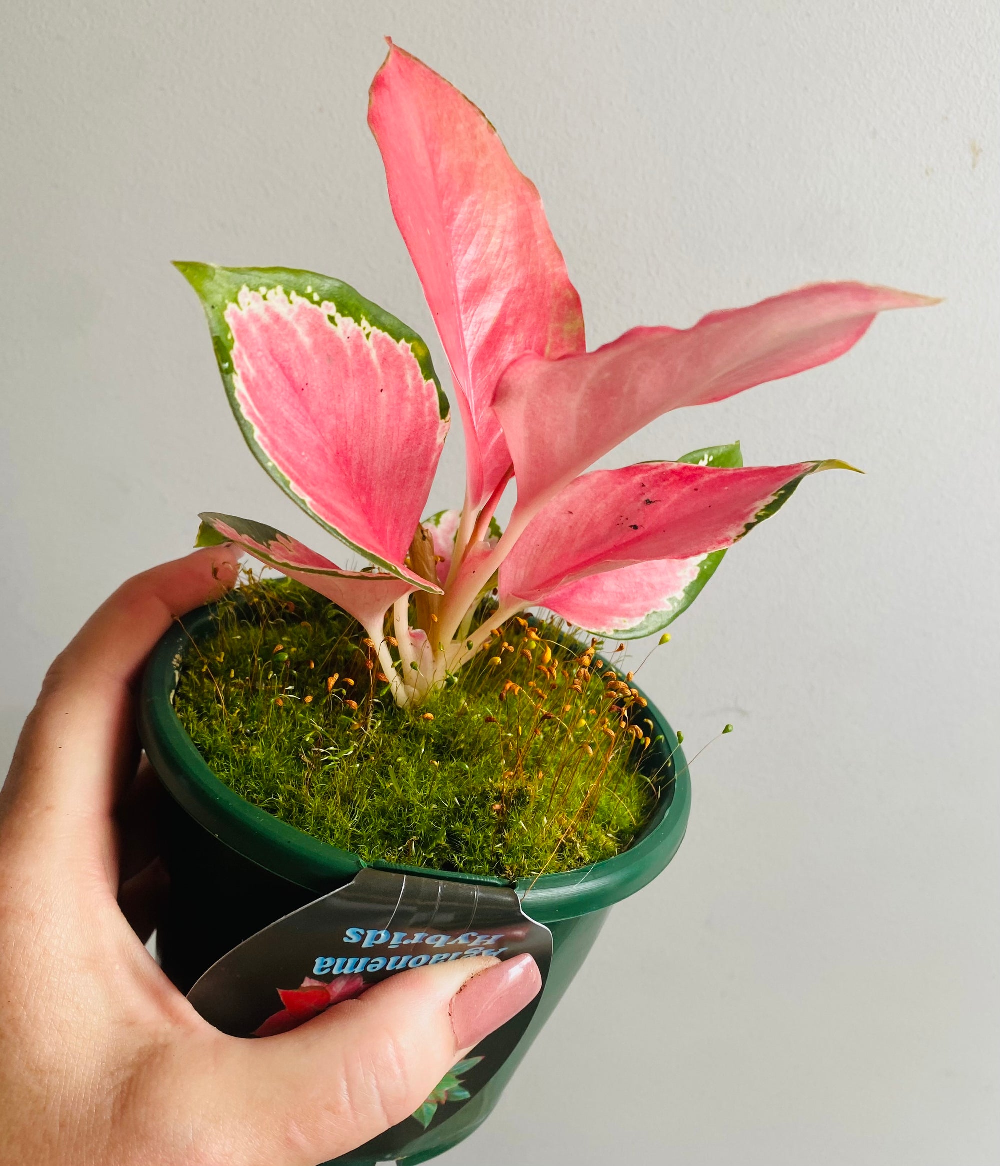 Aglaonema 'China Red' - Chinese Evergreen Plants