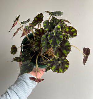 Begonia - Boweri