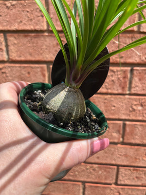 Beaucarnia recurvata 'Ponytail Palm'