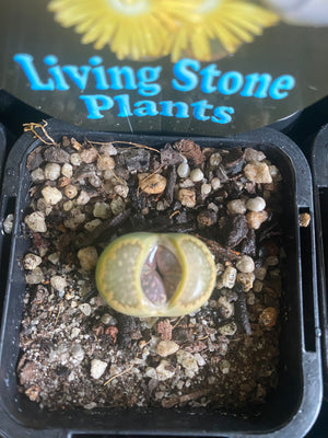 Lithops spp. - Living Stone Plant