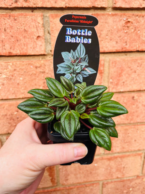 Peperomia - Paradisian 'Midnight'