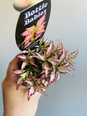 Fittonia - Light Pink Anne