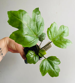Cussonia paniculata