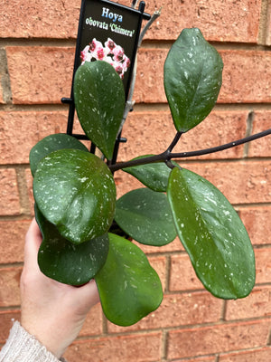 Hoya - Obovata Chimera Collection No. 124