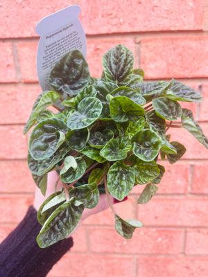 Peperomia caperata - Emerald Ripple