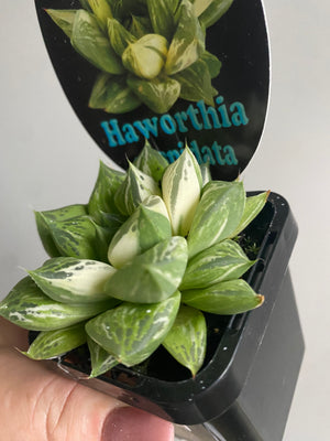 Haworthia cuspidata variegata