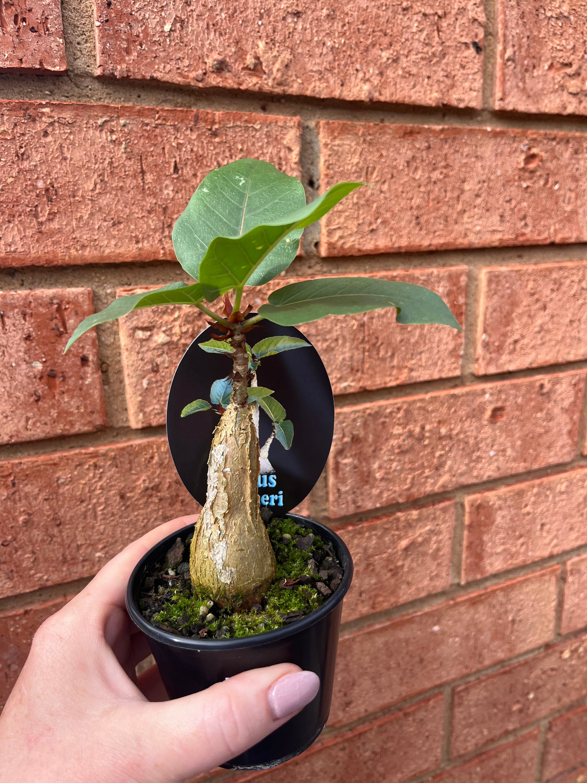 Ficus palmeri - Rock Fig