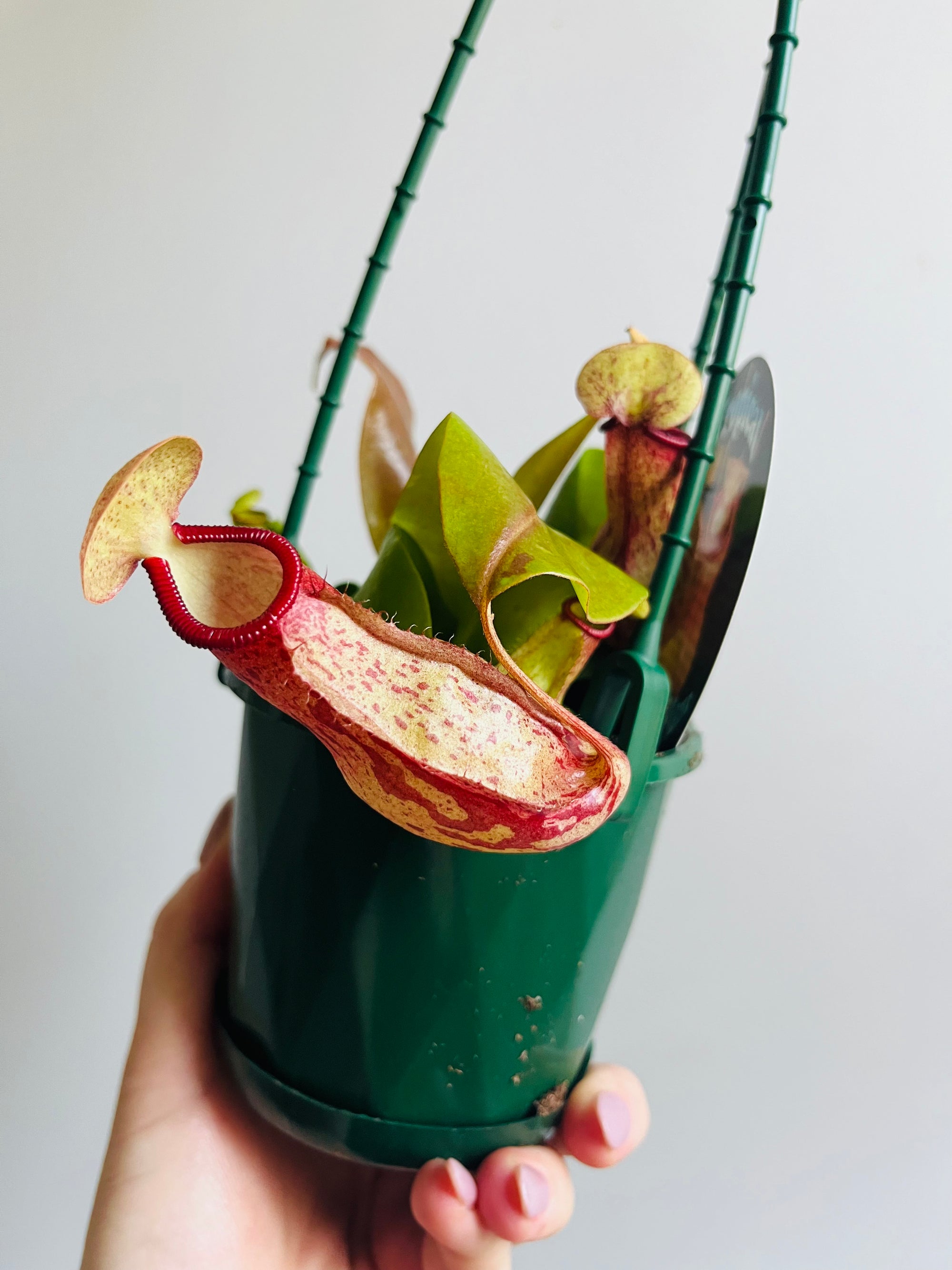 Nepenthes 'Gaya' - Pitcher Plant