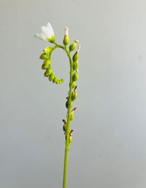 Drosera capensis var. alba (White Flowers)