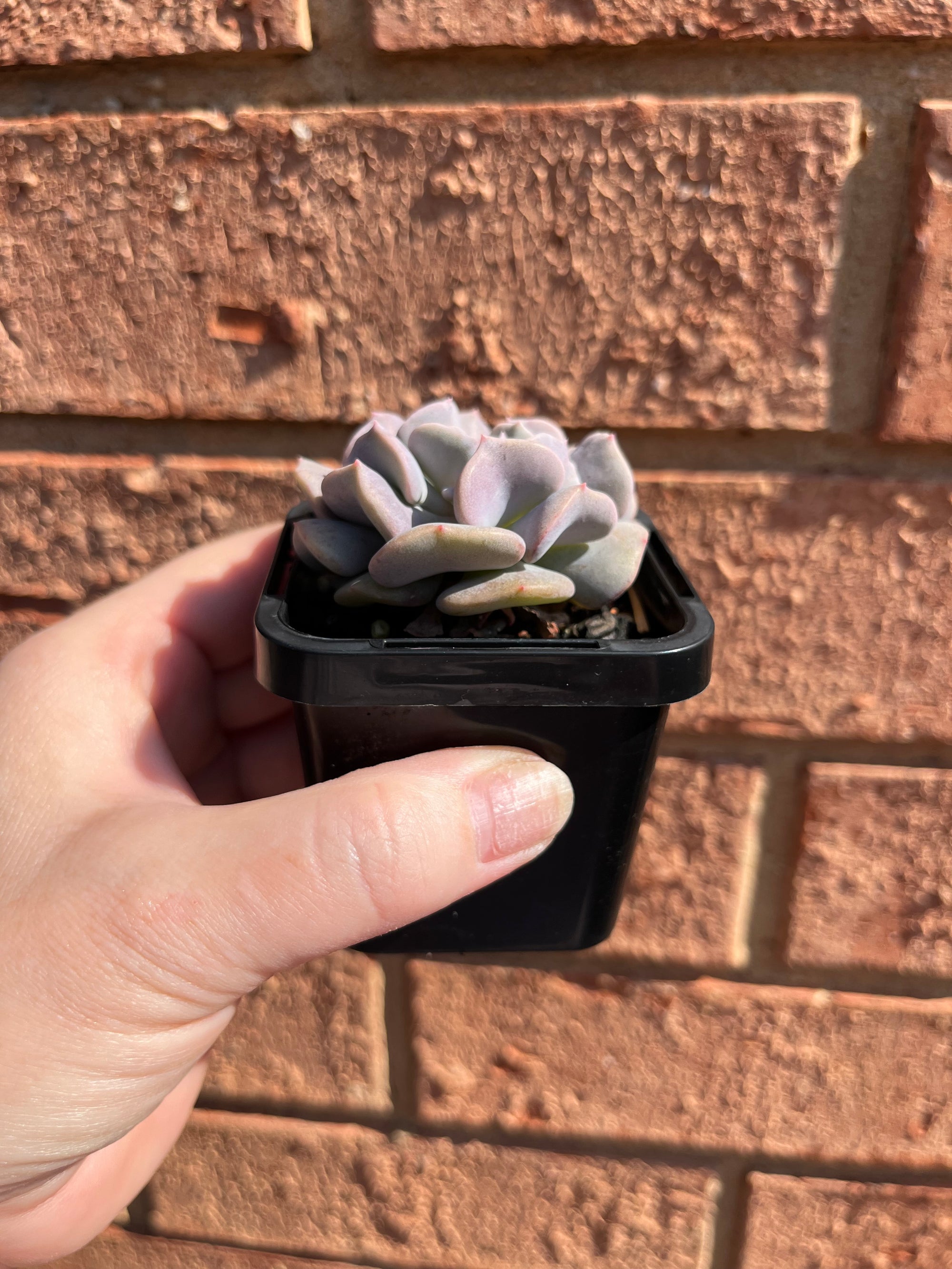 Echeveria 'Cubic Frost'