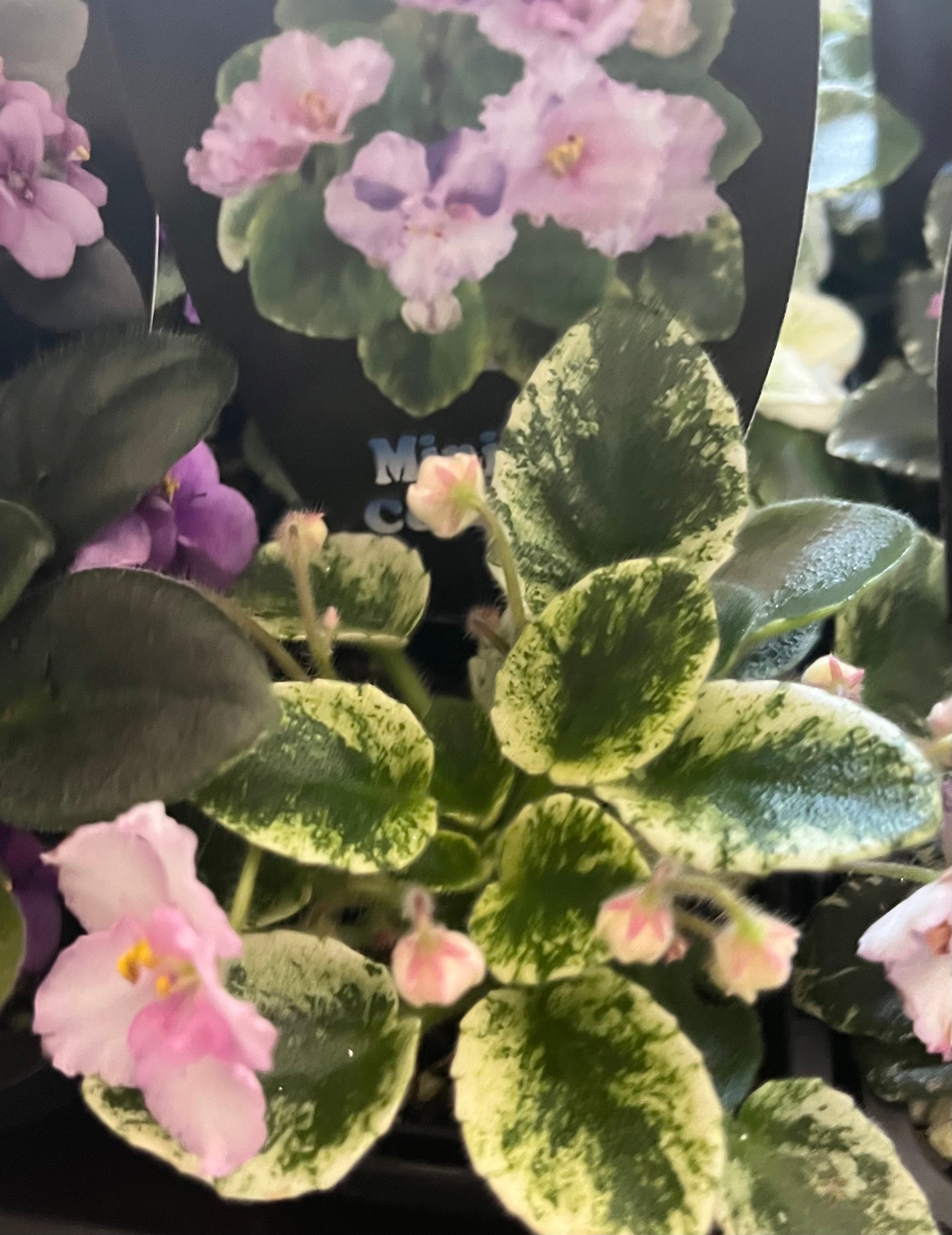 African Violet - Rob’s Itchy Britches