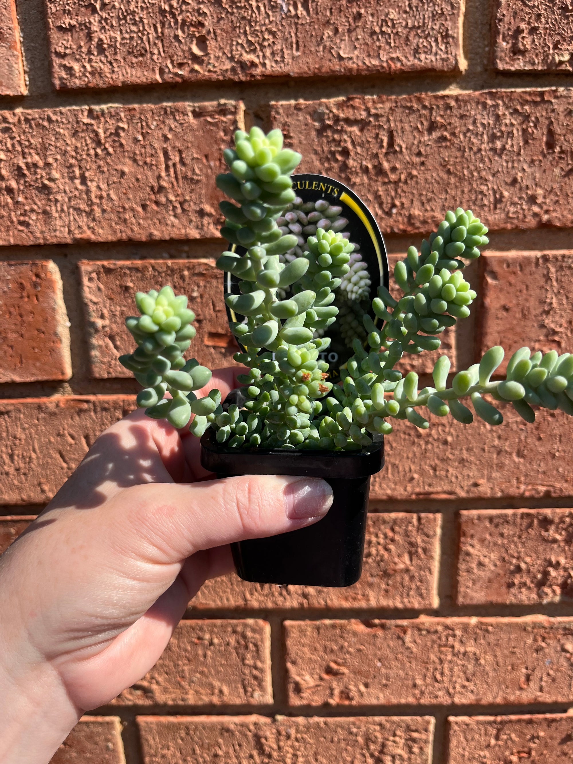 Sedum burrito - Dwarf Donkey’s Tail