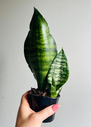 Sansevieria trifasciata hybrid