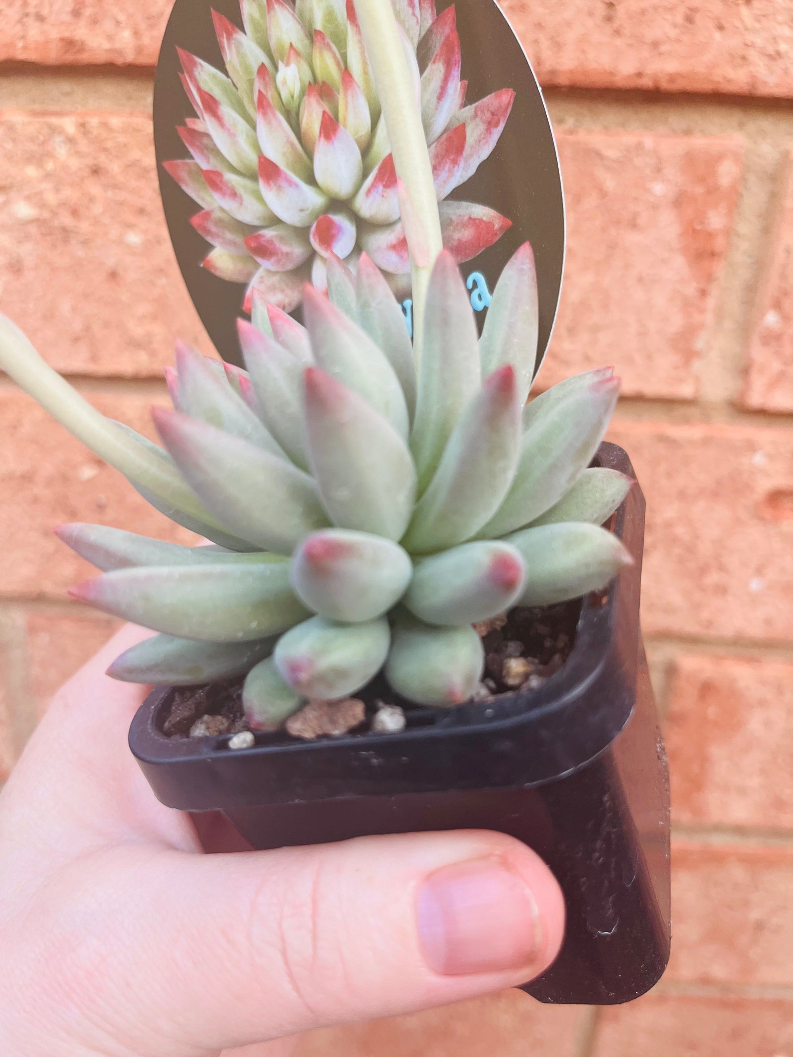 Pachyveria 'Angels Finger'