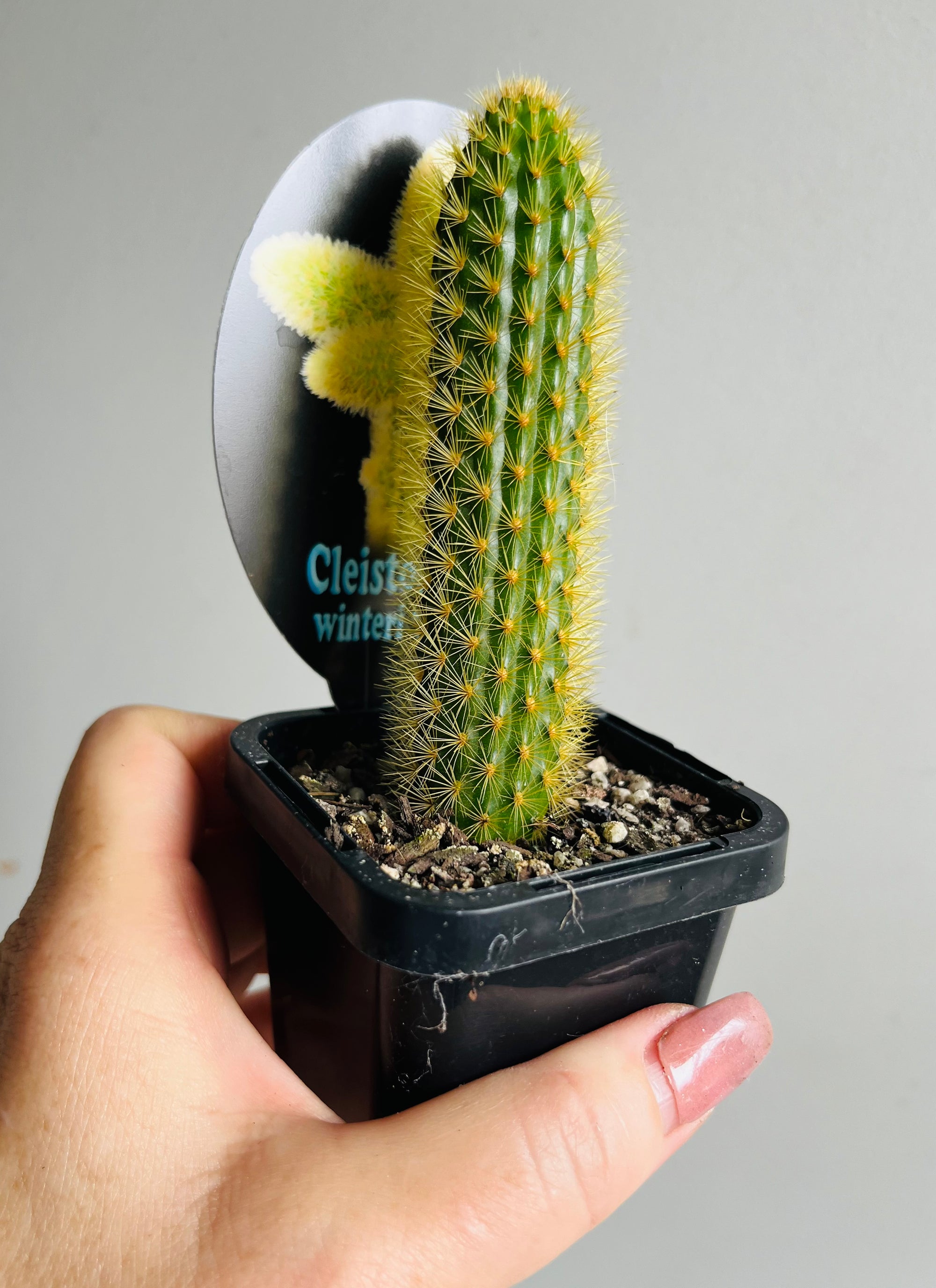 Cleistocactus winteri 'Erecta'