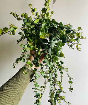 Lipstick Plant - Aeschynanthus chionanthus 'Thai Pink' (New Release)