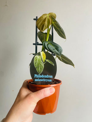 Philodendron melanochrysum